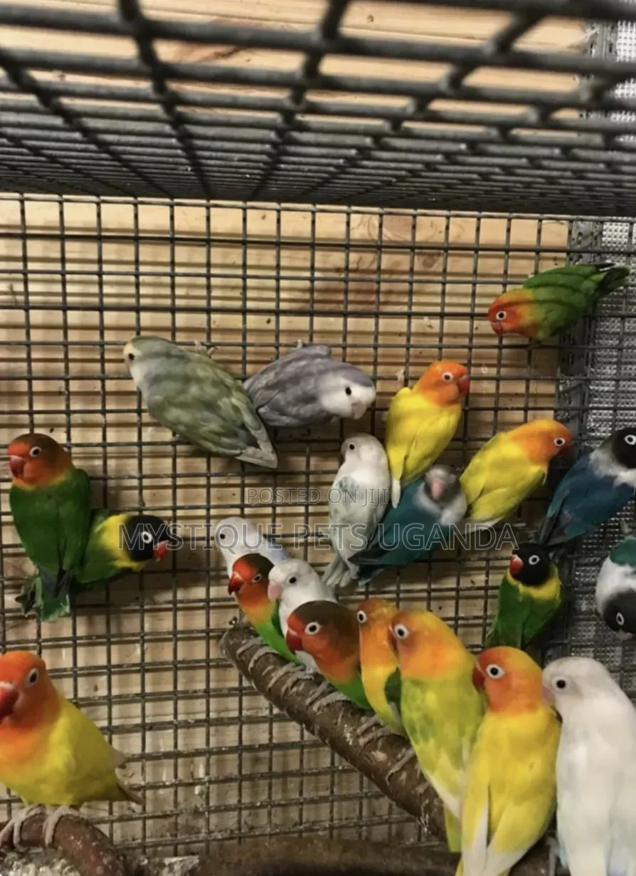 Tamed Lovebirds
