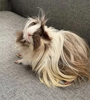 Fluffy Guinea Pigs