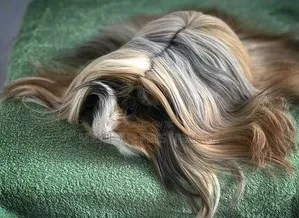 Fluffy Guinea Pigs