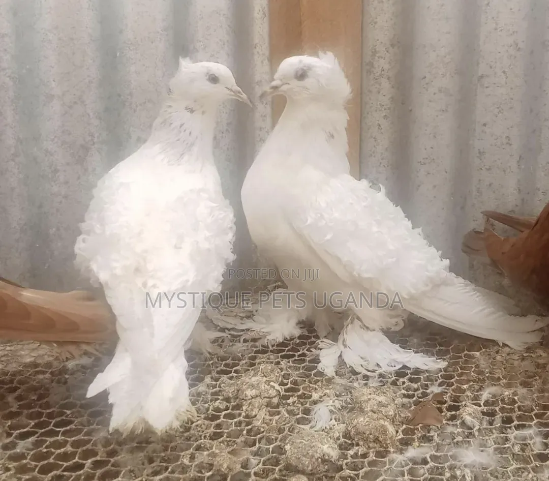 Frillback Pigeon