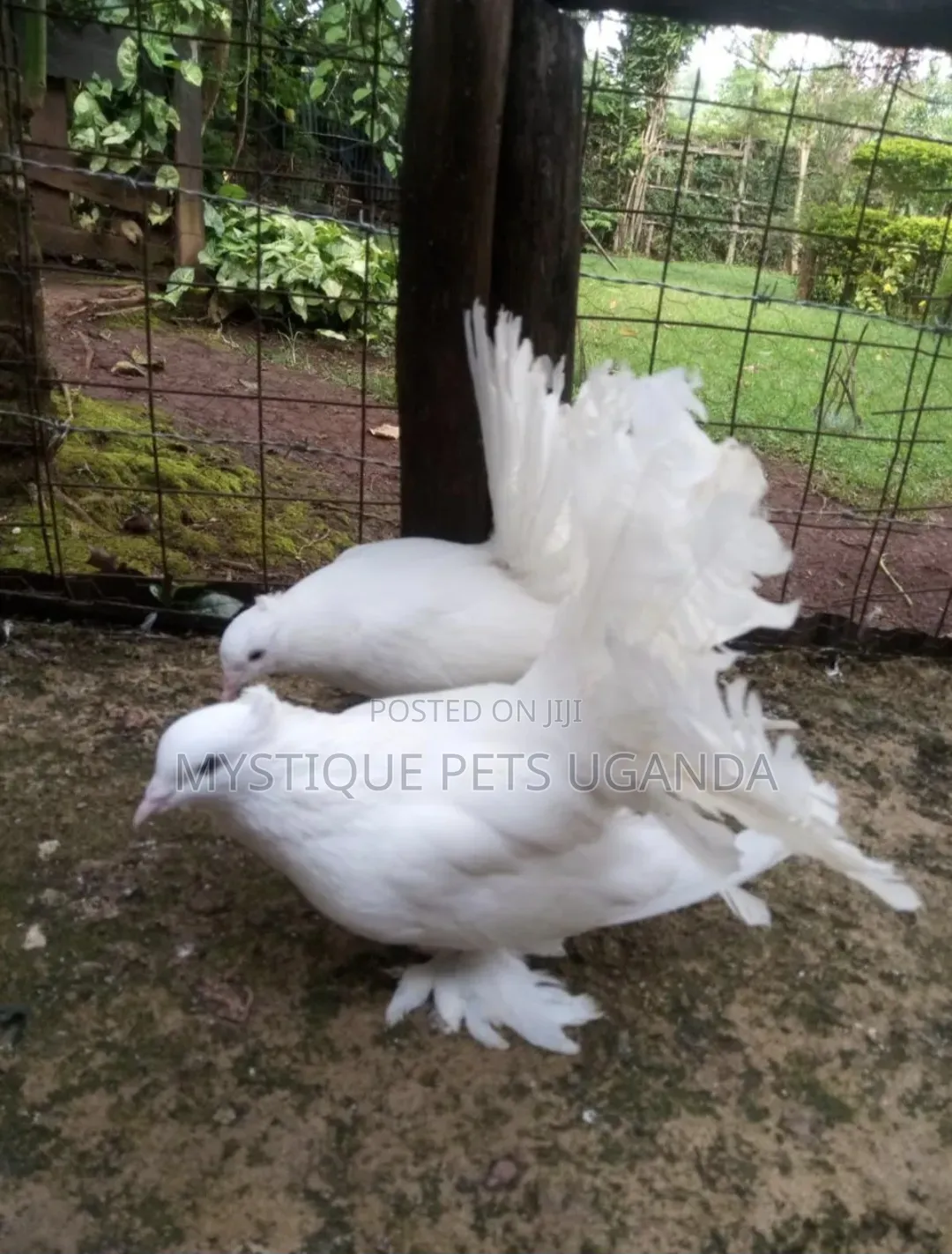 Fantail Pigeons