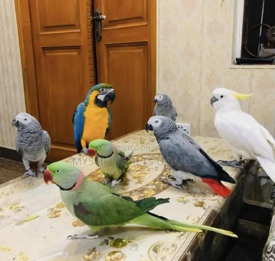 Beatiful Parrots