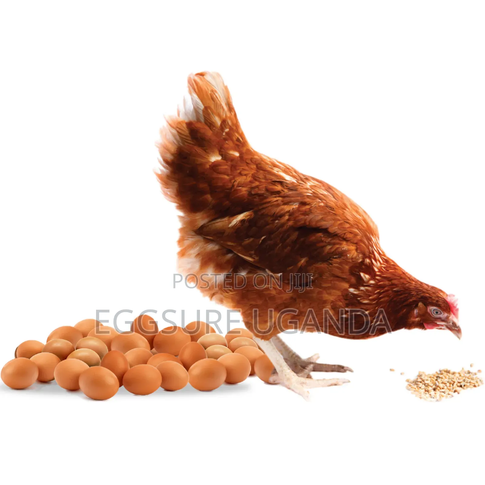 Eggsure Uganda Reliable Eggs Suppliers