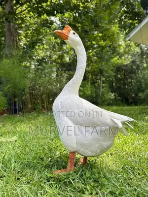 Chinese Goose