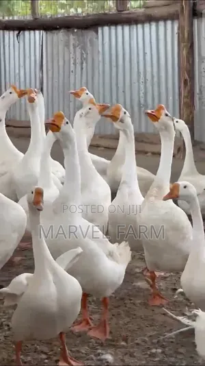 Chinese Goose