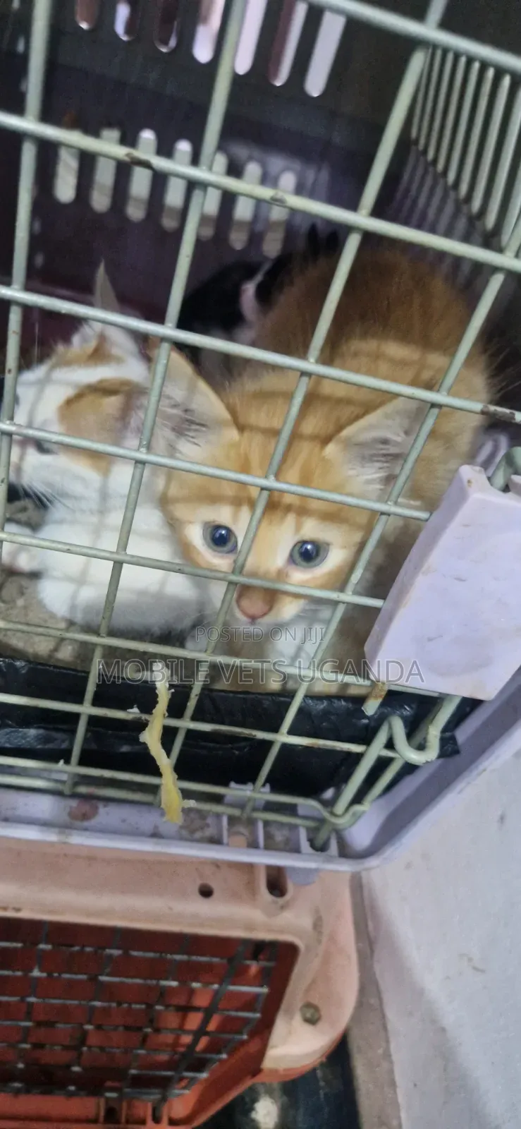 1-3 months Female Purebred Tabby