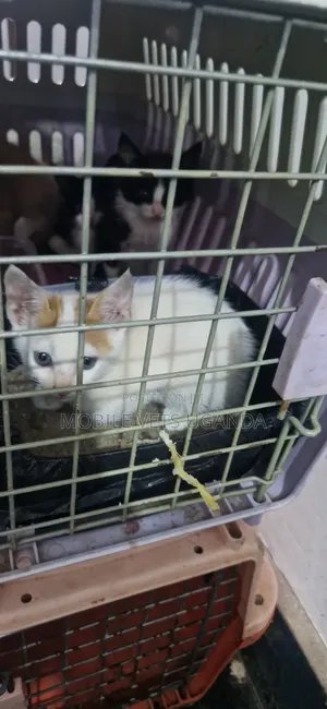 1-3 months Male Purebred American Curl