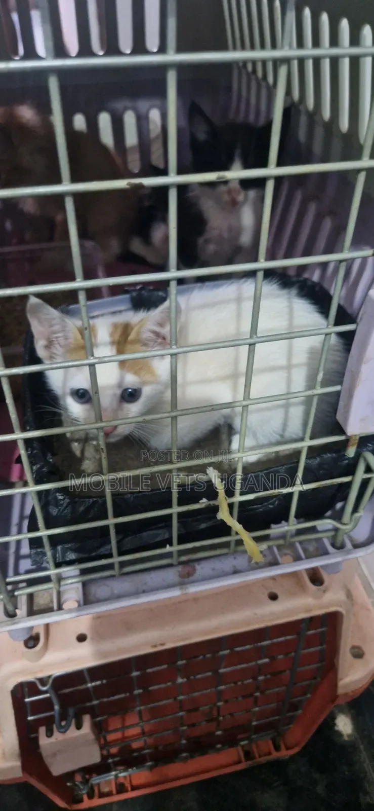 1-3 months Male Purebred Korat