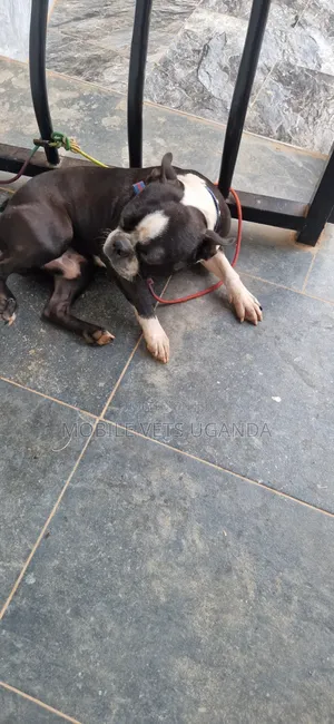 1-3 months Male Purebred Boston Terrier