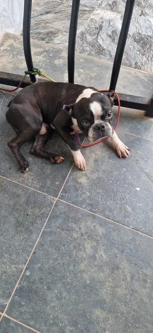 0-1 month Female Purebred Boston Terrier