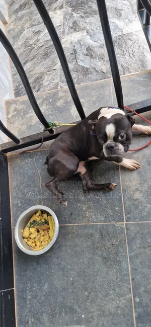 1-3 months Male Purebred Boston Terrier