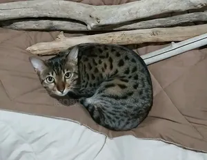 1-3 months Male Purebred Savannah