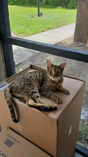 1-3 months Male Purebred Savannah