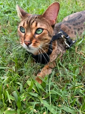 3-6 months Female Purebred Savannah