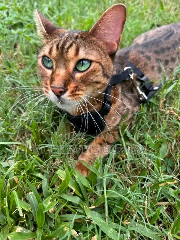 3-6 months Female Purebred Savannah