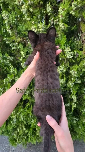 0-1 month Female Purebred Savannah