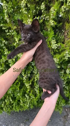 3-6 months Male Purebred Savannah