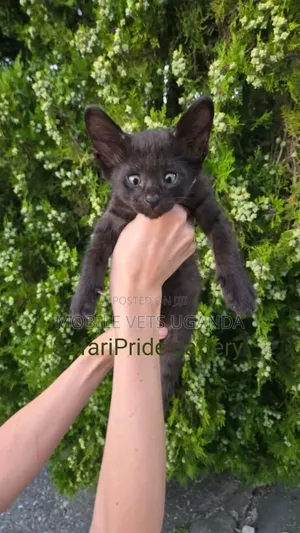 1-3 months Female Purebred Savannah