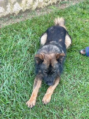 3-6 months Male Purebred German Shepherd
