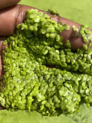 Duckweed for Planting