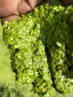 Duckweed for Planting