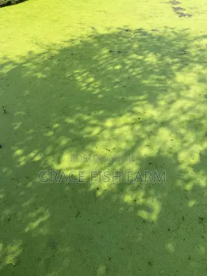 Duckweed for Planting