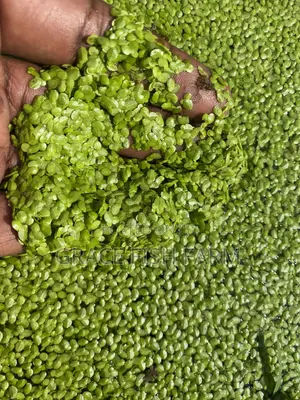 Duckweed for Planting
