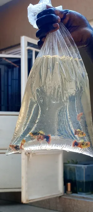 Platies Fish