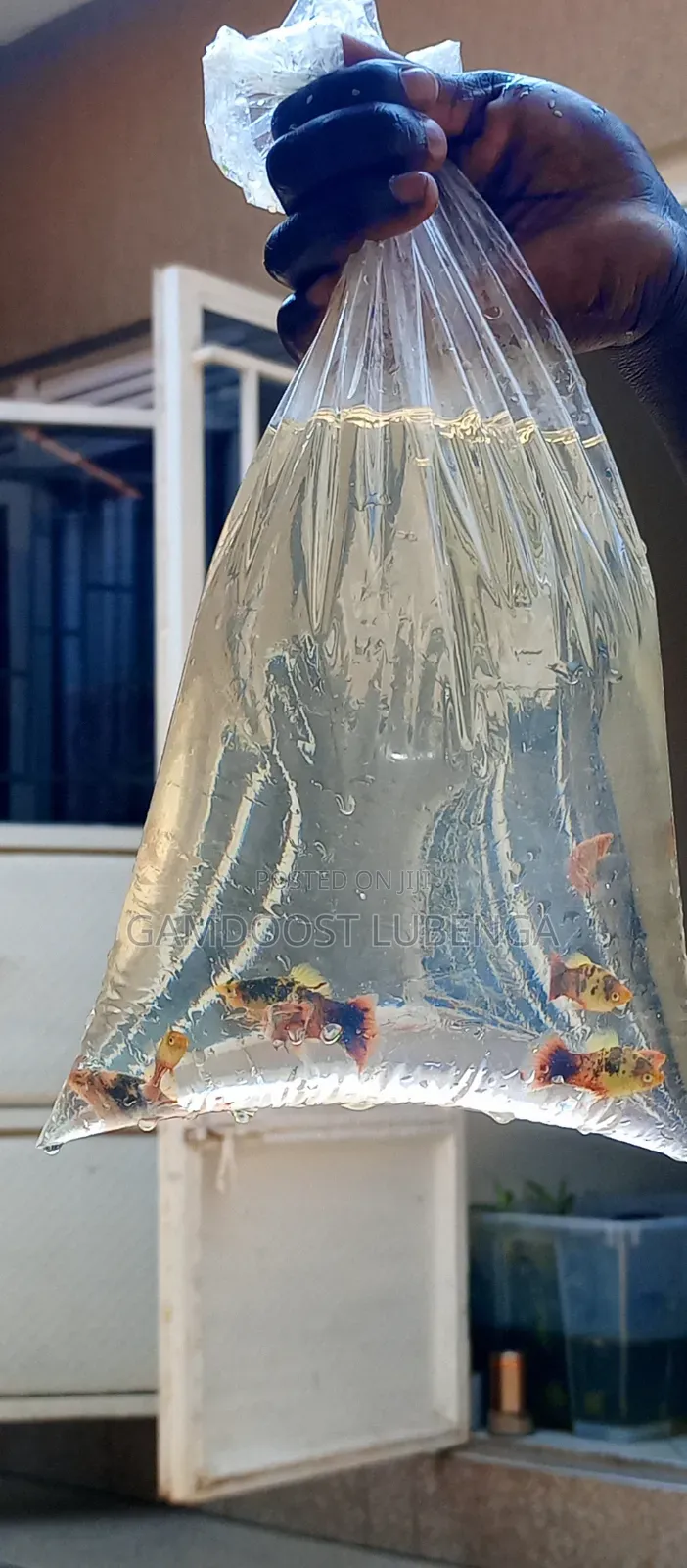 Platies Fish