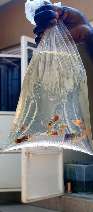 Platies Fish