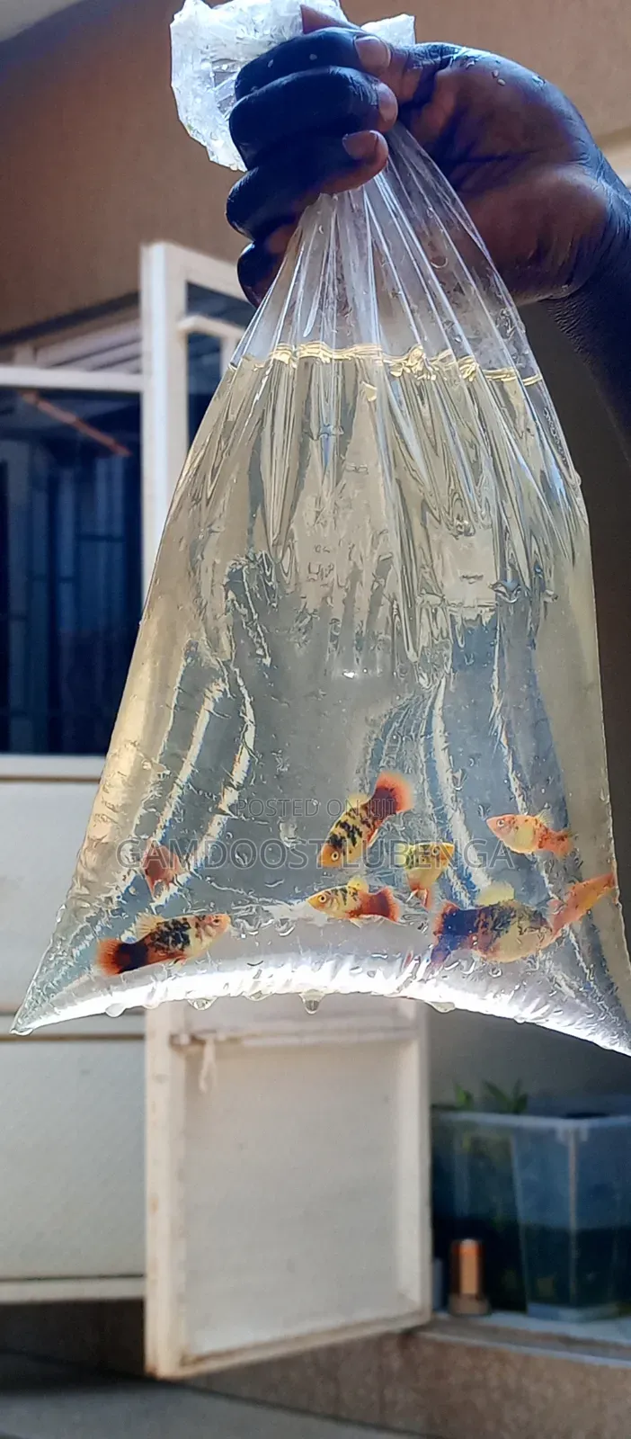 Platies Fish