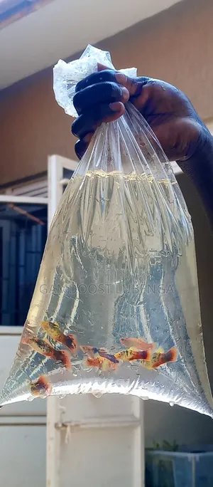 Platies Fish