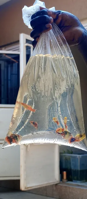 Platies Fish