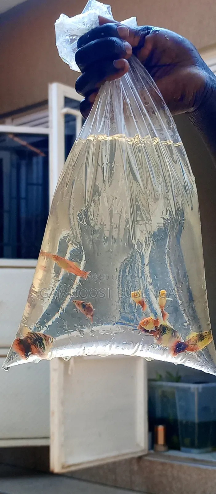 Platies Fish