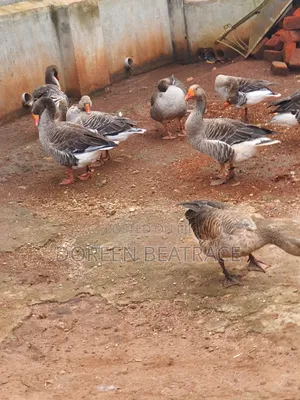 Geese for Security