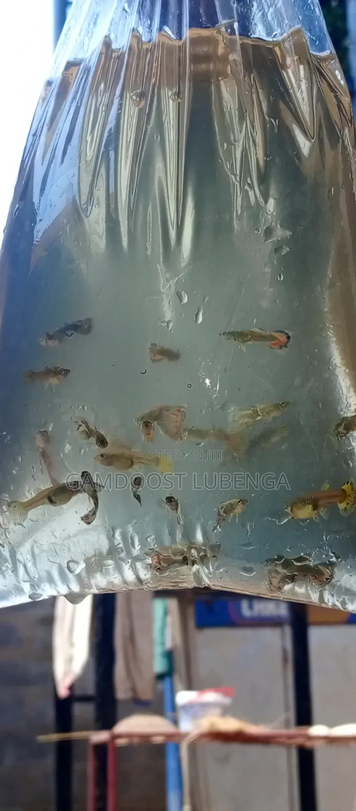 Fancy Guppies