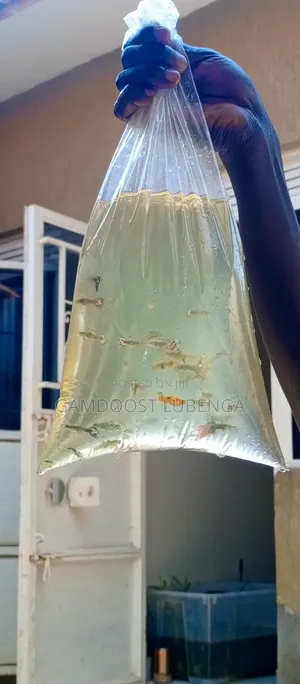 Fancy Guppies