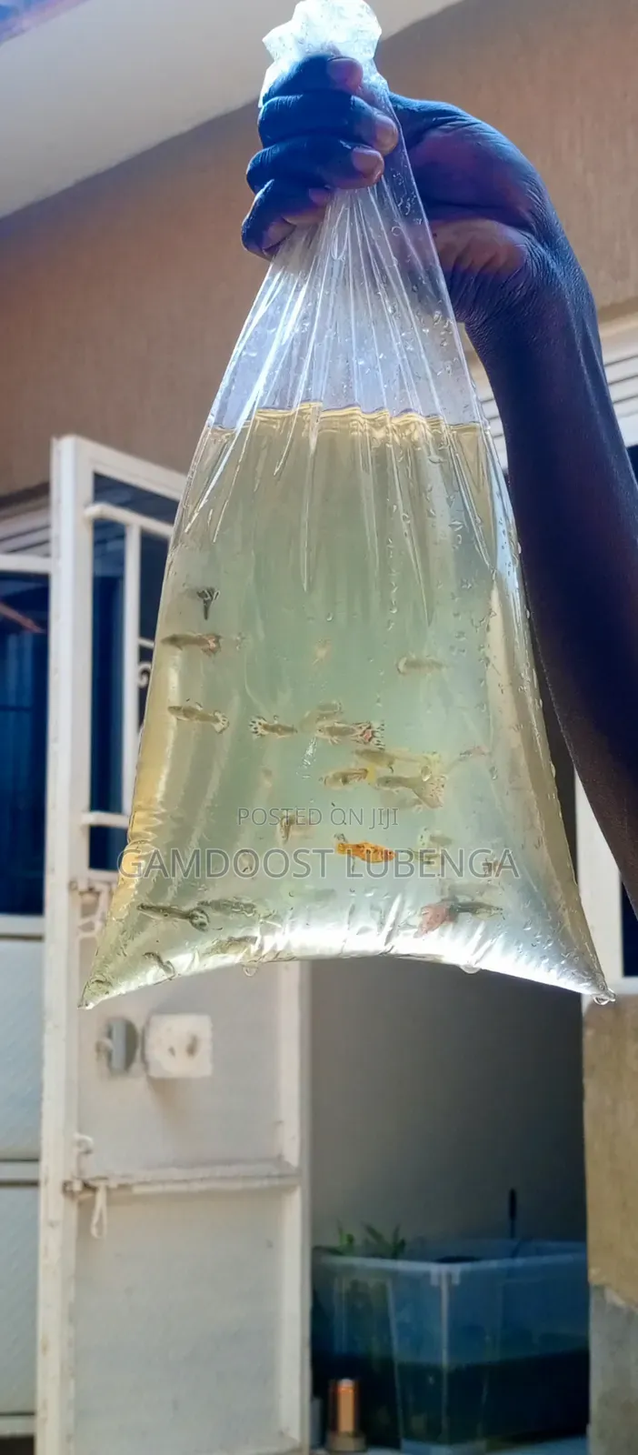 Fancy Guppies