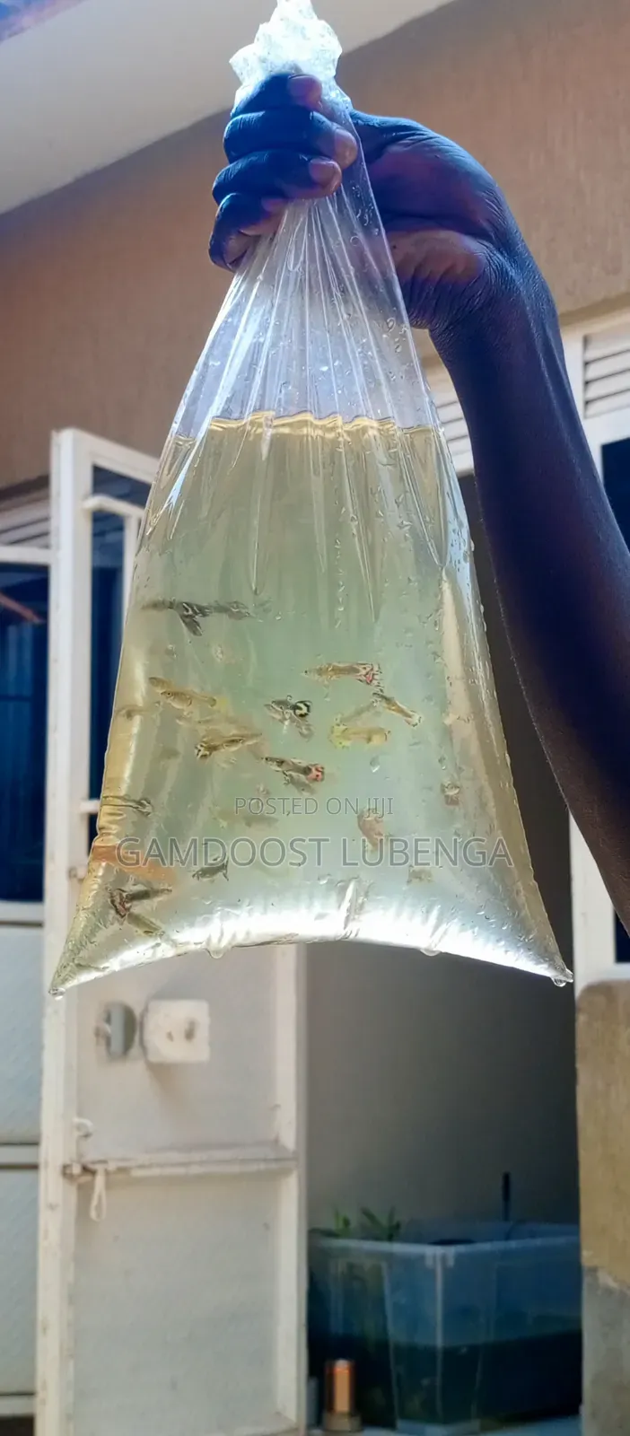Fancy Guppies