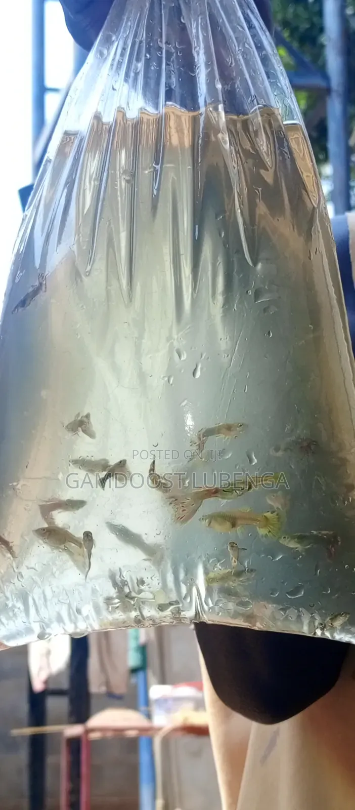 Fancy Guppies