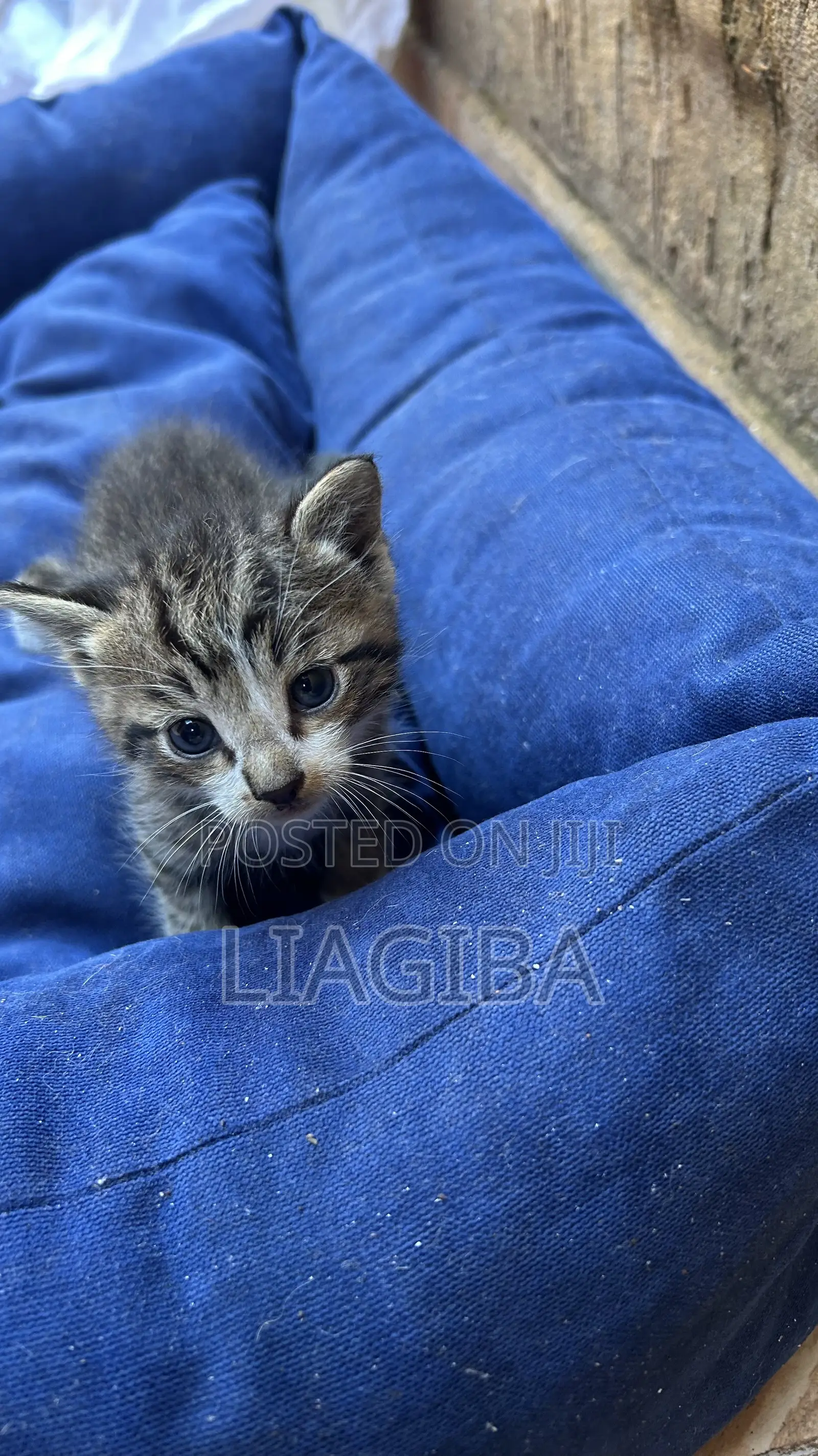 0-1 month Female Mixed Breed Cat