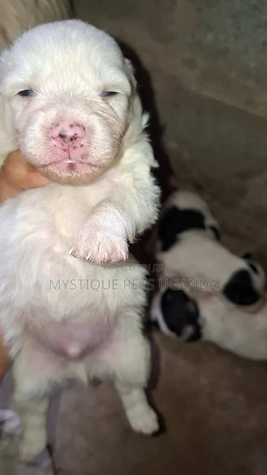 0-1 month Female Purebred Maltese