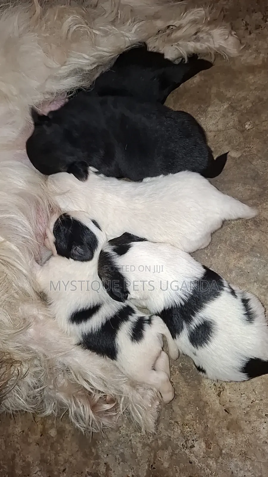 0-1 month Female Purebred Maltese