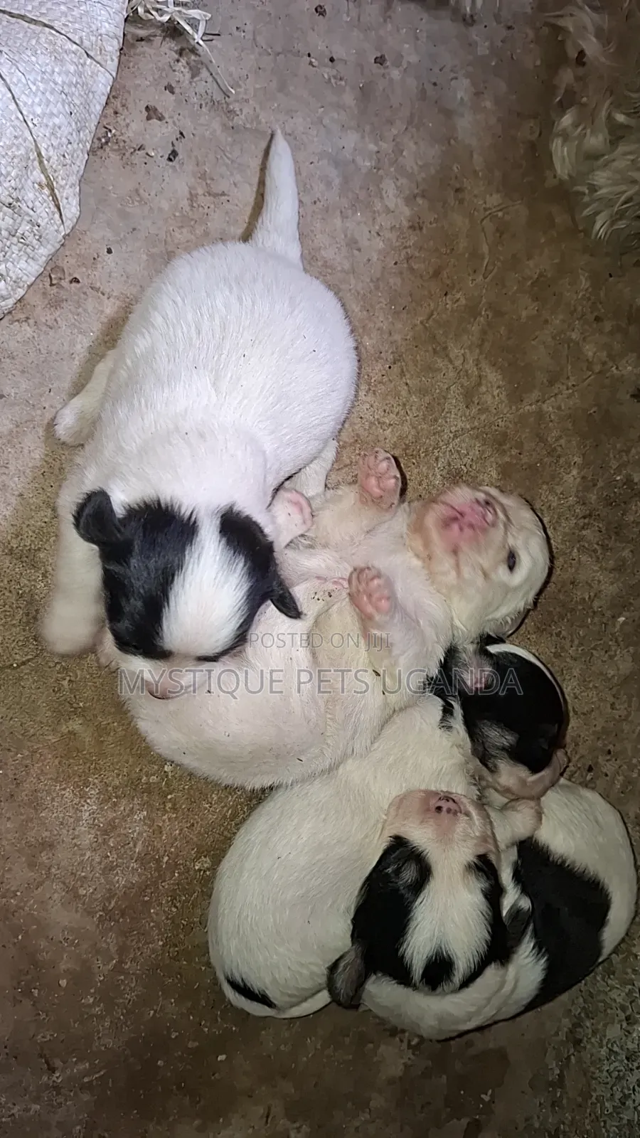 0-1 month Female Purebred Maltese