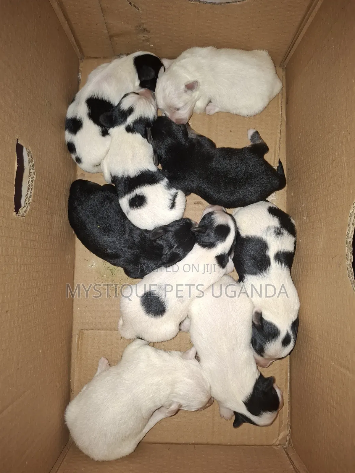 0-1 month Female Purebred Maltese
