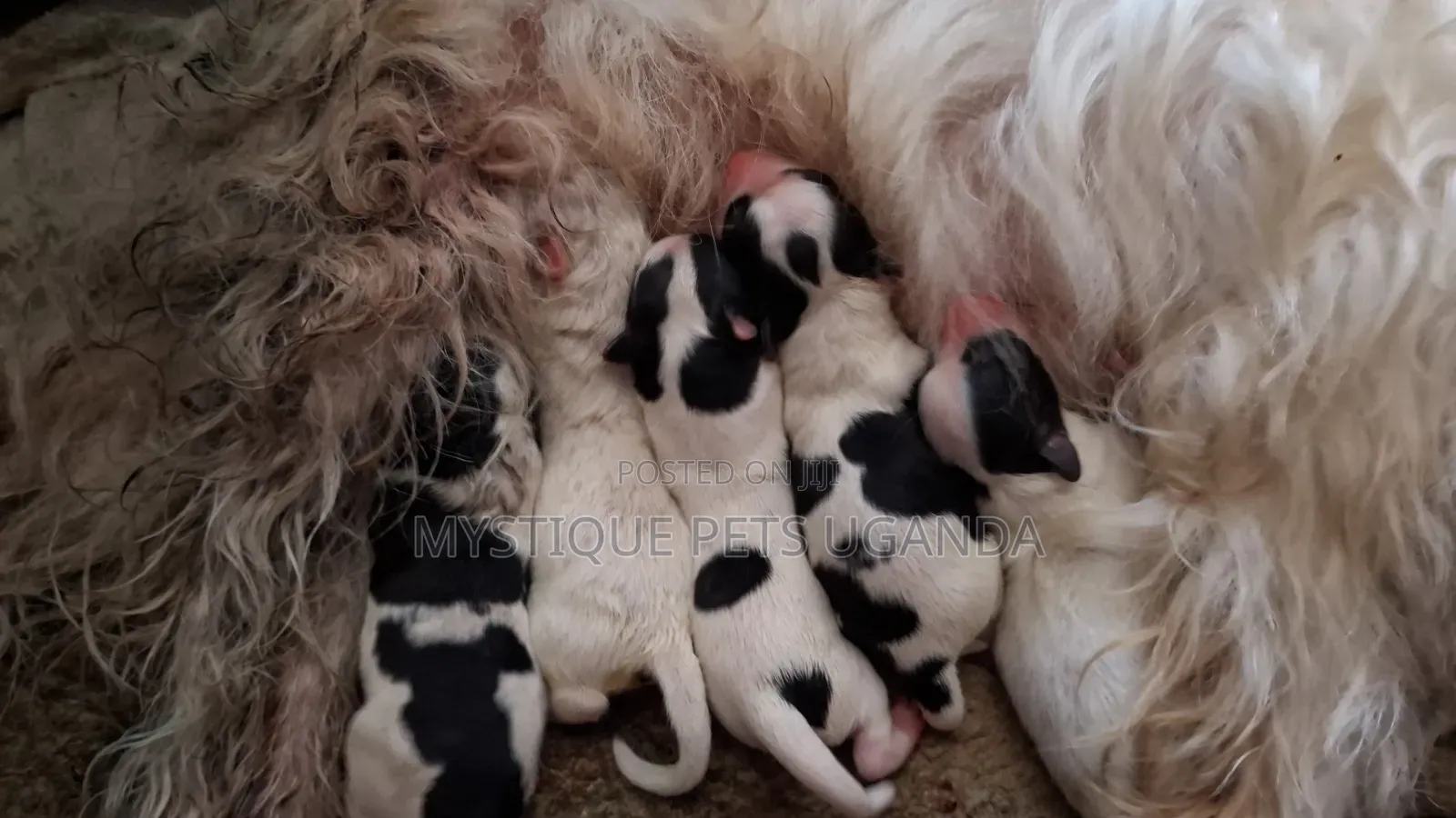 0-1 month Female Purebred Maltese