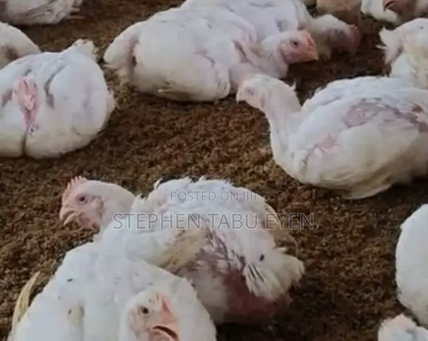 Broiler Chickens