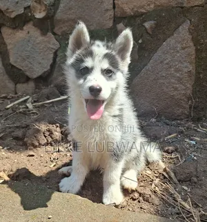 1-3 months Male Purebred Siberian Husky