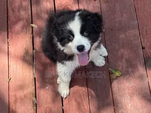 1-3 months Male Purebred Border Collie