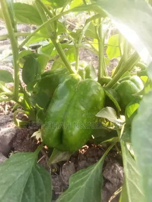 Chemical Free and Fresh Green Peppers
